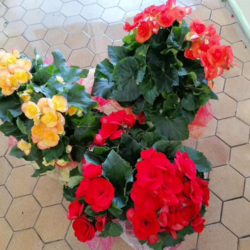 Bégonias